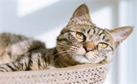 治疗猫传腹必须抽水吗