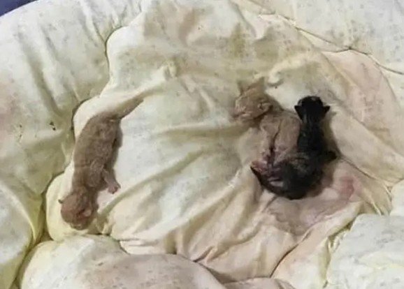 半夜睡觉被一股凉意惊醒,以为自己尿床? 半夜睡觉被一股凉意惊醒,以为自己尿床?