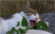 猫吃薄荷叶有什么好处或是坏处吗