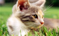 猫拉肚子拉血怎么回事