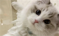 猫咪吃越贵的猫粮越好？别只盲目相信品牌