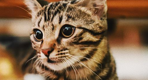 猫咪头两侧为什么秃了一块