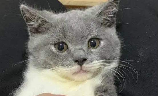英短如果黑鼻子，是不是代表不是纯种猫