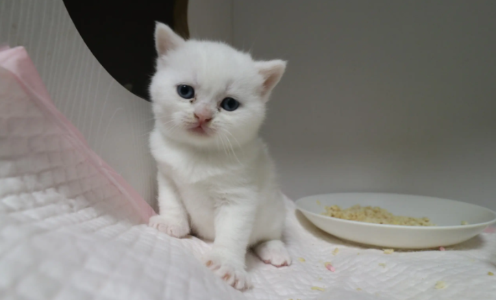 英国短毛猫多少钱一只幼崽白色 英国短毛猫多少钱一只幼崽白色