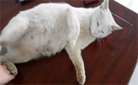 猫怀孕后有什么反应吗