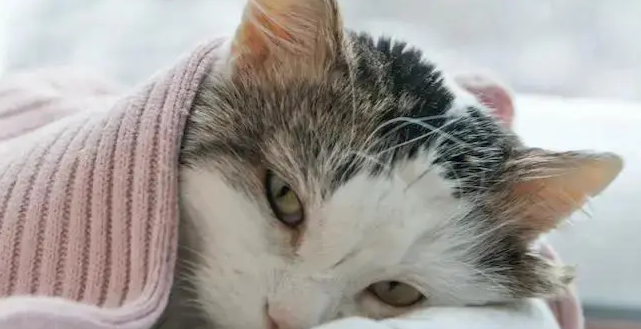 猫猫感冒的症状 猫猫感冒的症状