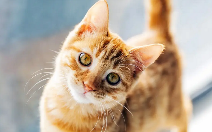 如何让猫认窝 如何让猫认窝