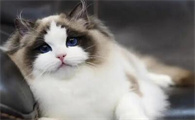 猫的正常体温范围是多少