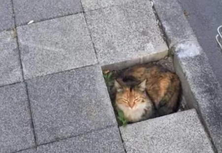 你家喵钻过的最小空间是什么？看看网友家的猫都奇葩到什么地步