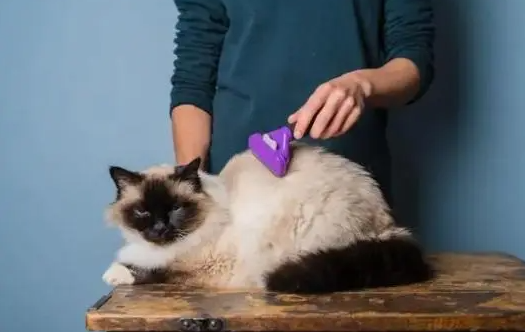 猫除跳蚤最有效的办法是什么 猫除跳蚤最有效的办法是什么