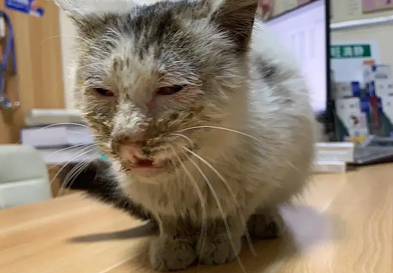 杯状病毒猫咪会携带终身吗