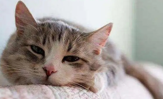 猫咪下巴结痂