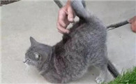 母猫发情期多久