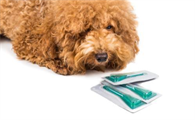 怎么判断幼犬驱虫好不好