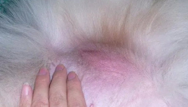 狗狗长了个粉色肉瘤怎么办啊”