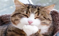 猫一般几个月生小猫