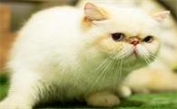 猫受伤了可以用什么药