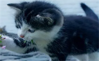 猫睡觉发出嗯嗯的声音正常吗