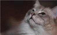 猫咪软便带血是什么原因