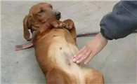 狗狗便秘按摩哪个部位