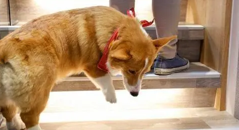柯基犬爬楼梯的危害有哪些?主人一定要知道! 柯基犬爬楼梯的危害有哪些?主人一定要知道!