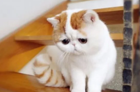 猫打喷嚏鼻子不通气怎么办