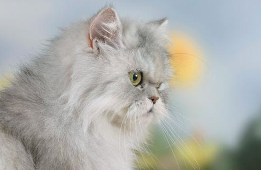 猫咪掉毛吃什么维生素可以改善 猫咪掉毛吃什么维生素可以改善