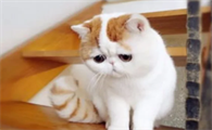 猫打喷嚏鼻子不通气怎么办