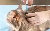 给猫打针打哪个部位好