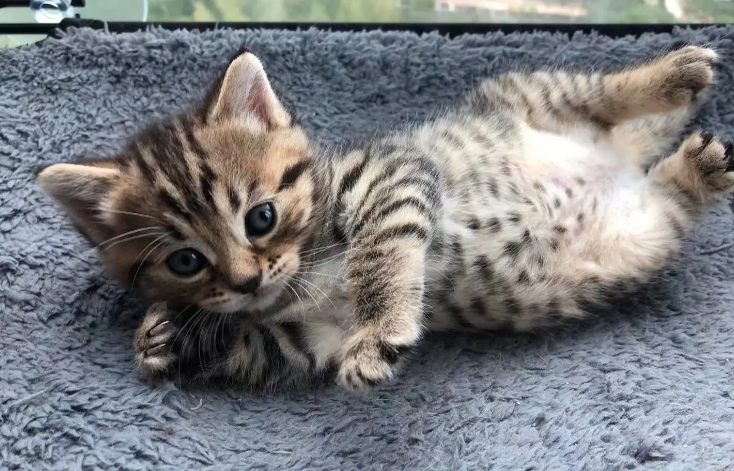 豹猫吃哪种猫粮好 豹猫吃哪种猫粮好