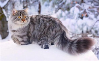 西伯利亚森林猫——行走的鸡毛掸子