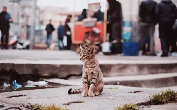 家养的猫咪只吃肉食,不吃猫粮,怎么办? 家养的猫咪只吃肉食,不吃猫粮,怎么办?