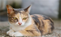 猫四肢抽搐是怎么回事