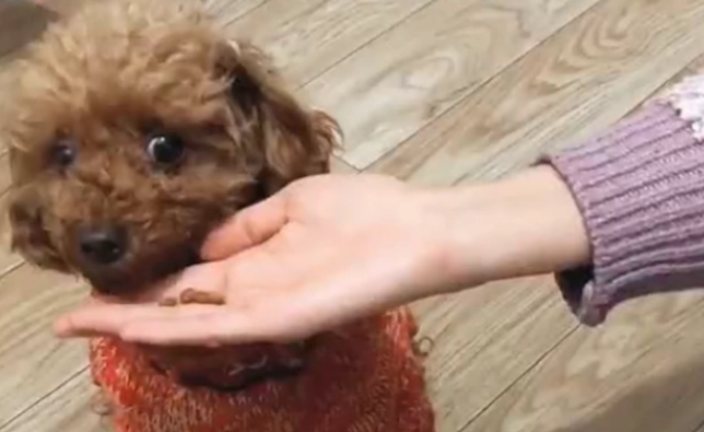 泰迪狗吐了怎么办 泰迪狗吐了怎么办
