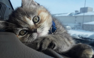 猫咪单眼流泪怎么办呢