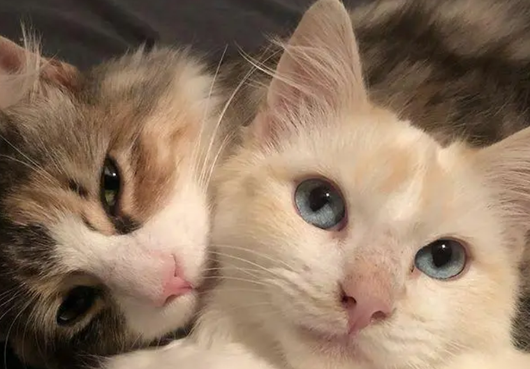 猫咪食量怎么计算?不妨来看看吧 猫咪食量怎么计算?不妨来看看吧