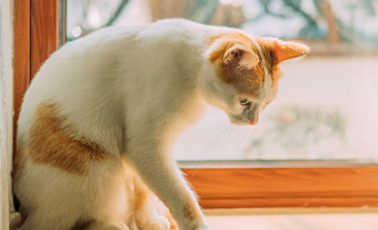 猫咪口炎的初期症状