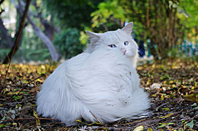 猫肚子里长虫了怎么办