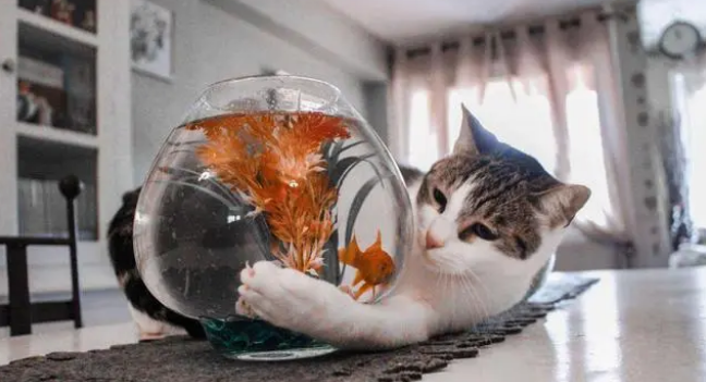 给猫咪吃什么粮好？干粮or湿粮？不用再纠结！