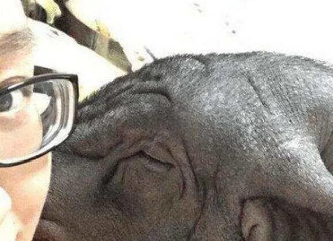 女子与猪同吃同住同床多年，这女孩 敢娶吗？