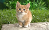 小猫呼吸声轰隆轰隆的