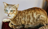 猫的肉垫变白失去血色没精神