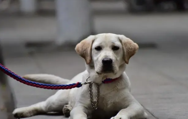 养大型犬，如果牵引绳选错了，可以轻松“毁”掉一条狗