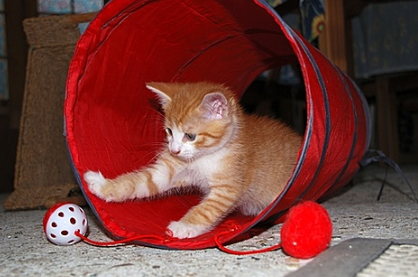 猫可以吃人吃的维生素e吗