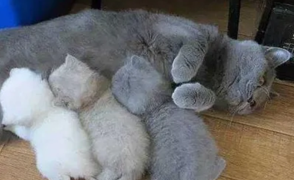 猫妈妈不喂奶怎么回事呀 猫妈妈不喂奶怎么回事呀