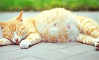 猫咪怀孕期间有什么反应
