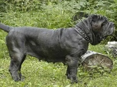 清尸犬是什么品种，感兴趣的都来瞧瞧！