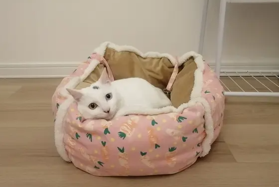 如何给猫咪做窝