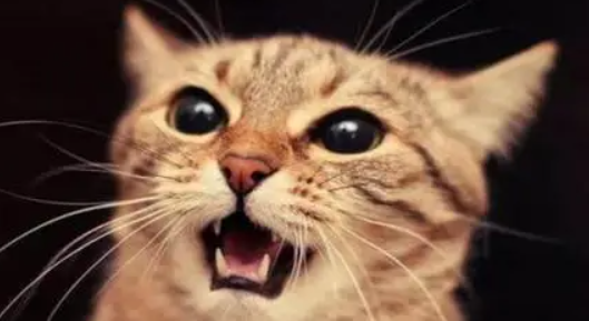 猫半夜叫唤咋回事啊