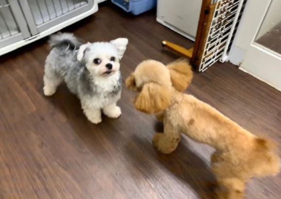 当狗狗患上社交恐惧症......网友：彷佛看到了自己